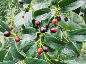 Aristotelia chilensis - Chilean Wineberry