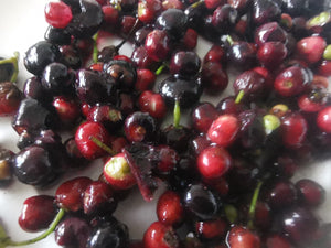 Aristotelia chilensis - Chilean Wineberry