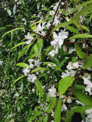 Hoheria angustifolia - Narrow-leaved Lacebark