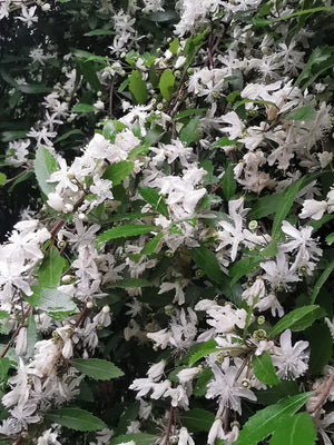 Hoheria angustifolia - Narrow-leaved Lacebark