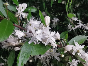 Hoheria angustifolia - Narrow-leaved Lacebark