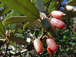 Elaeagnus lanceolata - Narrow leaved Silverberry