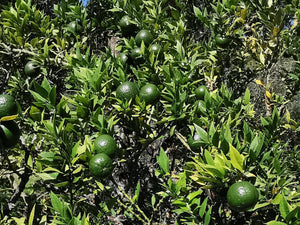 Citrus myrtifolia - Chinotto orange, Myrtle leaved citrus