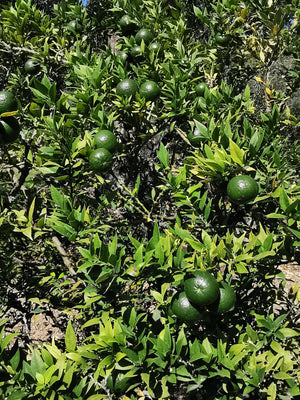 Citrus myrtifolia - Chinotto orange, Myrtle leaved citrus