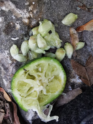 Citrus myrtifolia - Chinotto orange, Myrtle leaved citrus