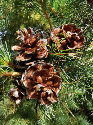 Pinus contorta - Twisted Pine