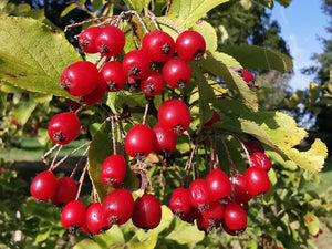 Photinia villosa - Oriental Photinia