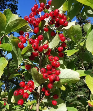 Photinia villosa - Oriental Photinia