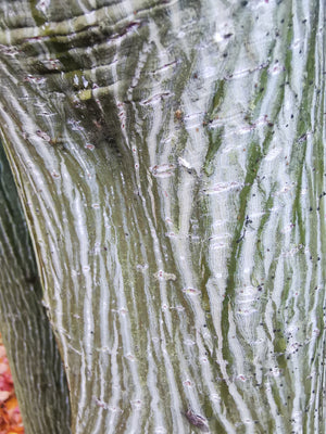 Acer rufinerve - Grey-budded Snake Bark Maple