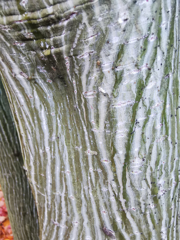 Acer rufinerve - Grey-budded Snake Bark Maple - Jurassicplants Nurseries