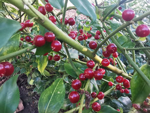 Sarcococca ruscifolia 'Crimson' – Fragrant Sweet Box - Crimson fruited form