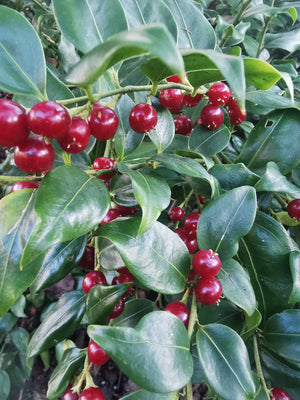 Sarcococca ruscifolia 'Crimson' – Fragrant Sweet Box - Crimson fruited form