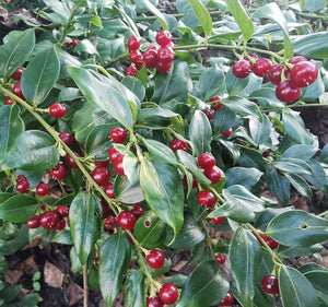 Sarcococca ruscifolia 'Crimson' – Fragrant Sweet Box - Crimson fruited form