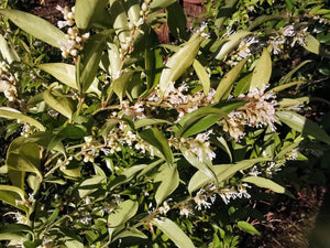Sarcococca ruscifolia – Fragrant Sweet Box
