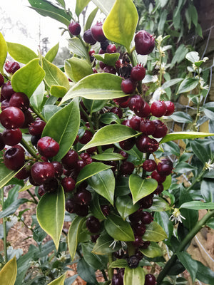 Sarcococca ruscifolia 'Crimson' – Fragrant Sweet Box - Crimson fruited form