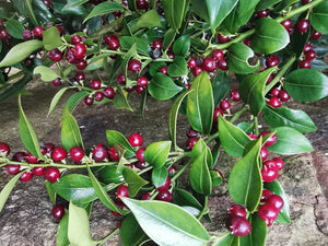 Sarcococca ruscifolia 'Crimson' – Fragrant Sweet Box - Crimson fruited form