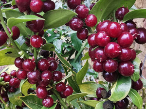 Sarcococca ruscifolia 'Crimson' – Fragrant Sweet Box - Crimson fruited form