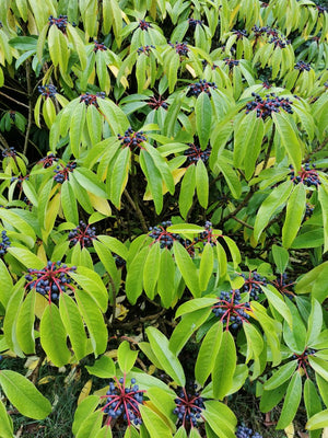 Daphniphyllum macropodum - Large-stalked Daphniphyllum