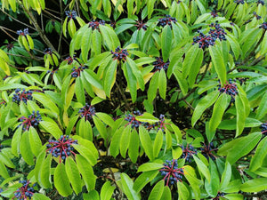 Daphniphyllum macropodum - Large-stalked Daphniphyllum