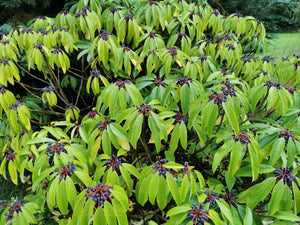 Daphniphyllum macropodum - Large-stalked Daphniphyllum