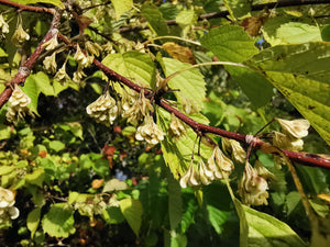 Euptelea polyandra - Fusakazura, Euptelea