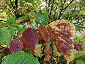 Euptelea polyandra - Fusakazura, Euptelea