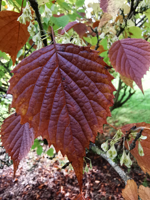 Euptelea polyandra - Fusakazura, Euptelea