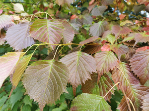 Euptelea polyandra - Fusakazura, Euptelea