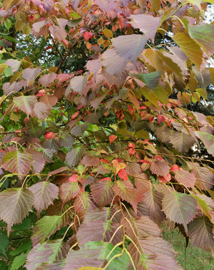 Euptelea polyandra - Fusakazura, Euptelea