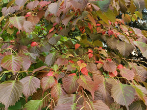 Euptelea polyandra - Fusakazura, Euptelea