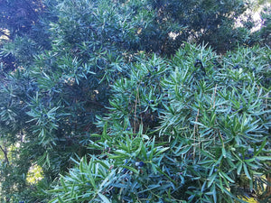 Afrocarpus latifolius - Real Yellowwood