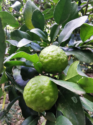 Citrus hystrix - Kaffir Lime, Makrut Lime