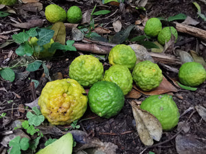 Citrus hystrix - Kaffir Lime, Makrut Lime