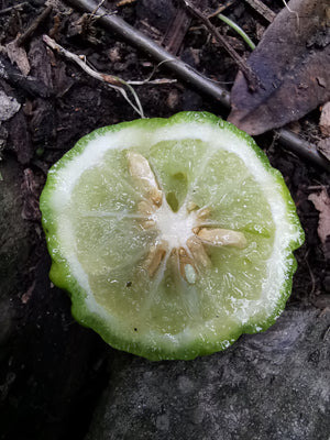 Citrus hystrix - Kaffir Lime, Makrut Lime
