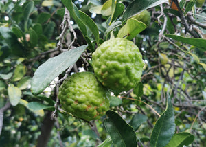 Citrus hystrix - Kaffir Lime, Makrut Lime