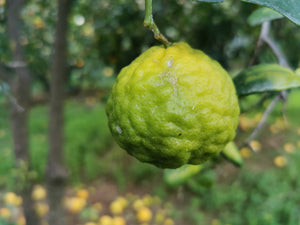 Citrus hystrix - Kaffir Lime, Makrut Lime