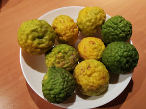Citrus hystrix - Kaffir Lime, Makrut Lime