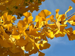 Living Fossil Tree Collection - Ginkgo, Araucaria, Metasequoia