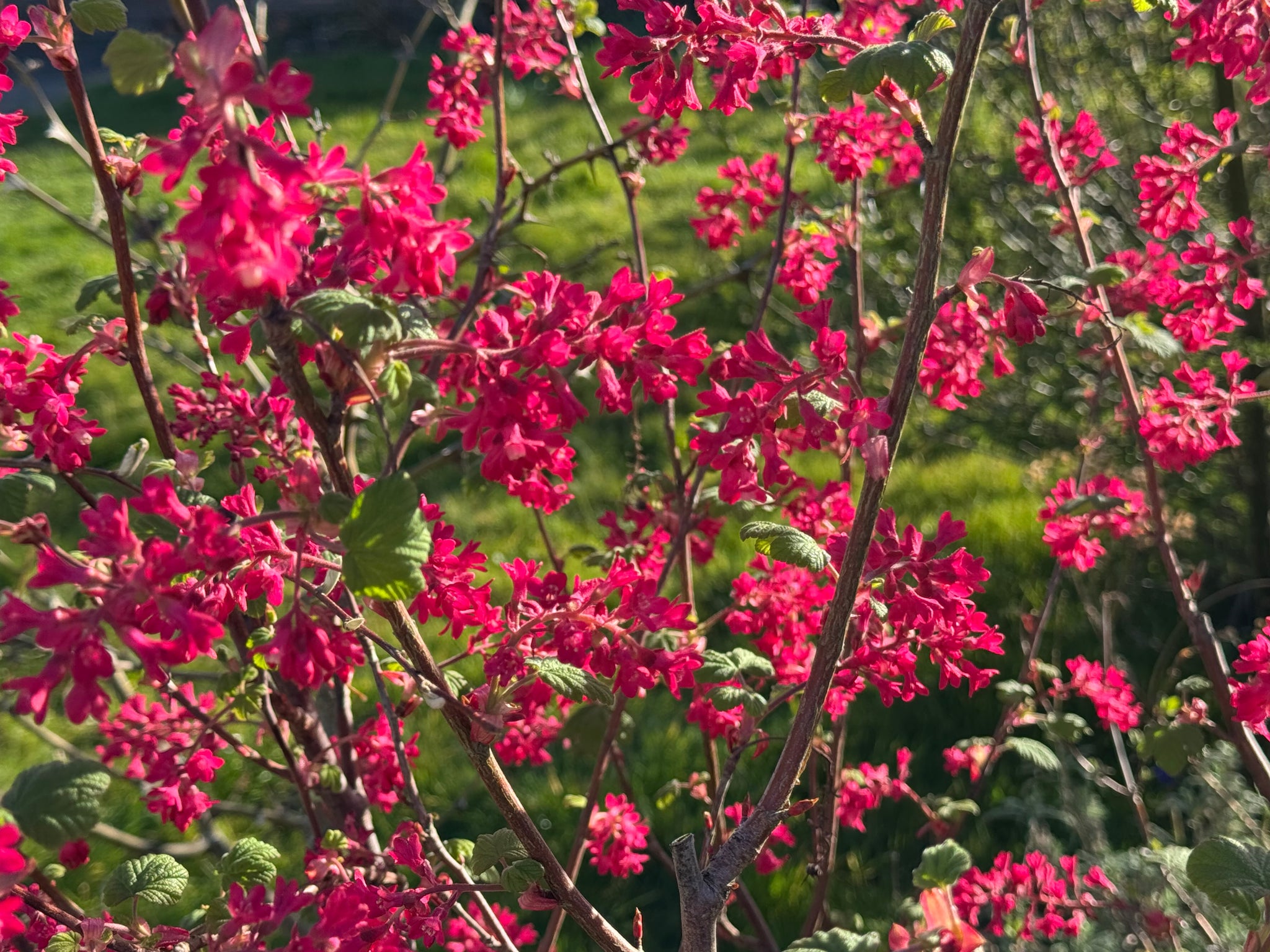 Ribes sanguineum 'Koja' - Flowering Currant (pink)
