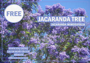 *FREE GIFT* Jacaranda mimosifolia- Jacaranda Tree - Young Starter Plant (10cm tall)