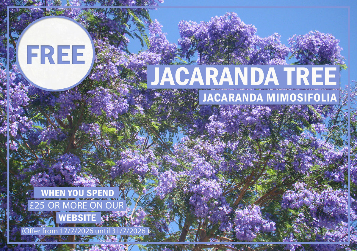jacaranda mimosifolia tree 