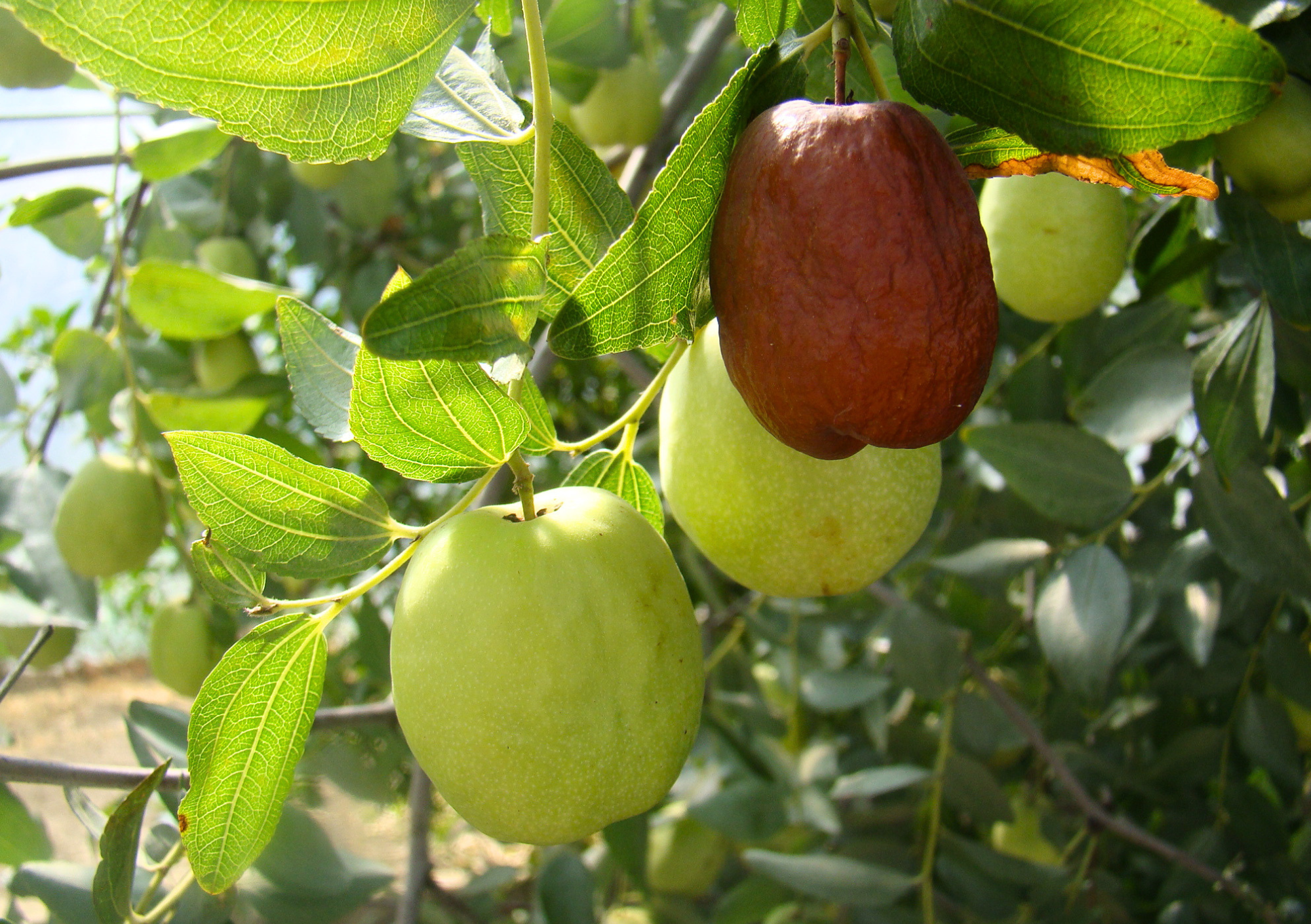 Ziziphus jujuba 'Lang' (large fruited) - Chinese Date Lang