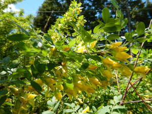 Caragana arborescens - Siberian Pea Tree