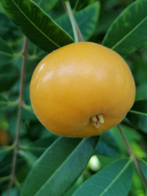 Eugenia pyriformis - Uvaia, Apricot Myrtle