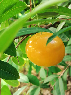 Eugenia pyriformis - Uvaia, Apricot Myrtle