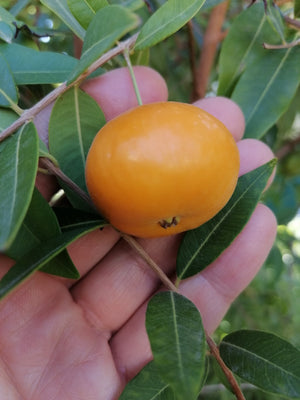 Eugenia pyriformis - Uvaia, Apricot Myrtle