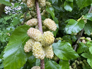 Morus alba - White Mulberry