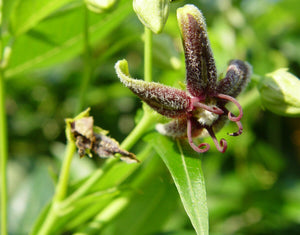 Periploca sepium - Chinese Silk Vine, Spider Vine