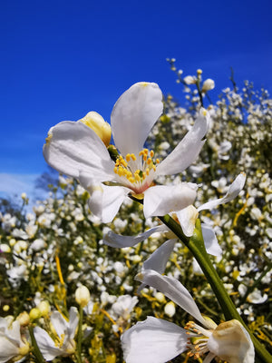 FREE GIFT  Citrus trifoliata - Hardy Lemon, Japanese Bitter Orange (8-10cm tall, one year old 🍋)