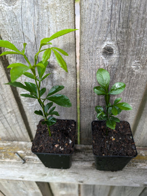 Citrus limetta x Citrus trifoliata - Sweet Lemon x Hardy Lemon